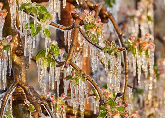 FOTO Jasminko je orošavanjem uspio spasiti svoje voćke od mraza, ali ne i od ljudske zloće