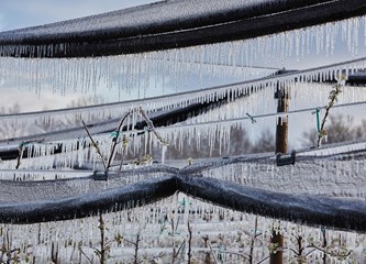 FOTO Jasminko je orošavanjem uspio spasiti svoje voćke od mraza, ali ne i od ljudske zloće