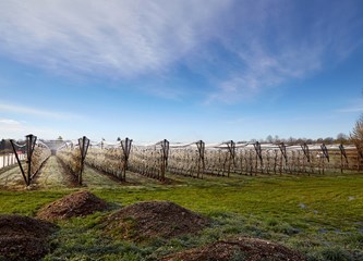 FOTO Jasminko je orošavanjem uspio spasiti svoje voćke od mraza, ali ne i od ljudske zloće