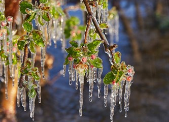 FOTO Jasminko je orošavanjem uspio spasiti svoje voćke od mraza, ali ne i od ljudske zloće