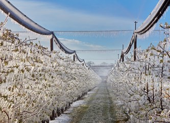 FOTO Jasminko je orošavanjem uspio spasiti svoje voćke od mraza, ali ne i od ljudske zloće