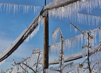 FOTO Jasminko je orošavanjem uspio spasiti svoje voćke od mraza, ali ne i od ljudske zloće