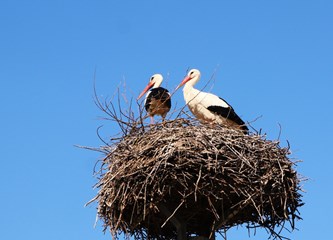 Gnijezda roda mogu težiti i do jedne tone! Ako su ih savile na vašem krovu imate pravo na naknadu