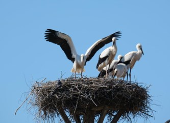 Gnijezda roda mogu težiti i do jedne tone! Ako su ih savile na vašem krovu imate pravo na naknadu