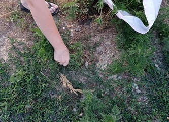 DVD Novo Čiče u akciji protiv ambrozije: Cilj je u potpunosti suzbiti taj opasan alergen!