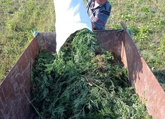 DVD Novo Čiče u akciji protiv ambrozije: Cilj je u potpunosti suzbiti taj opasan alergen!