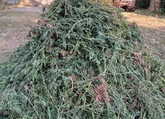 DVD Novo Čiče u akciji protiv ambrozije: Cilj je u potpunosti suzbiti taj opasan alergen!