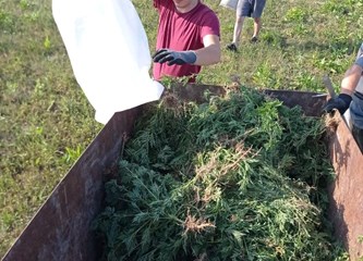 DVD Novo Čiče u akciji protiv ambrozije: Cilj je u potpunosti suzbiti taj opasan alergen!