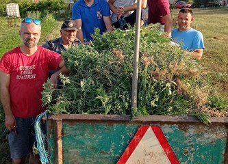 DVD Novo Čiče u akciji protiv ambrozije: Cilj je u potpunosti suzbiti taj opasan alergen!