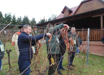 FOTO Vincekovo u Kostanjevcu: Vinogradari okitili svoj trsek i poželjeli mirnu i zdravu godinu