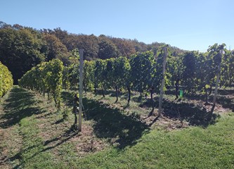 Kupio kuću, a s njom dobio i vinograd: „Kupio sam si posao. Bilo mi je žao posjeći 30 čokota koje sam tu dobio pa sam posadio još 30, a to nastavljam i dalje, svake godine par novih čokota“