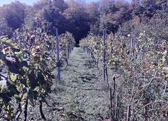 Kupio kuću, a s njom dobio i vinograd: „Kupio sam si posao. Bilo mi je žao posjeći 30 čokota koje sam tu dobio pa sam posadio još 30, a to nastavljam i dalje, svake godine par novih čokota“