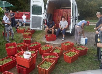 Kupio kuću, a s njom dobio i vinograd: „Kupio sam si posao. Bilo mi je žao posjeći 30 čokota koje sam tu dobio pa sam posadio još 30, a to nastavljam i dalje, svake godine par novih čokota“