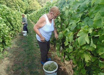 Kupio kuću, a s njom dobio i vinograd: „Kupio sam si posao. Bilo mi je žao posjeći 30 čokota koje sam tu dobio pa sam posadio još 30, a to nastavljam i dalje, svake godine par novih čokota“