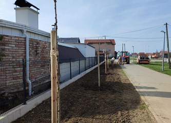 FOTO: Teslina dobila nove ukrasne trešnje