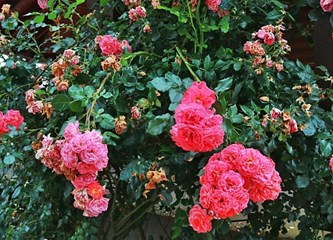 FOTO VIJEST Evo koja je obitelj najljepše uredila svoj balkon i okućnicu ove godine u Kravarskom