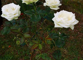 FOTO VIJEST Evo koja je obitelj najljepše uredila svoj balkon i okućnicu ove godine u Kravarskom