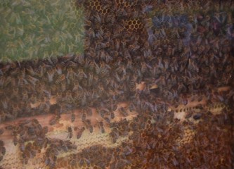 Izložba fotografija i eko radionice na Tuđmancu