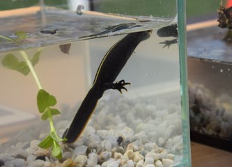 Izložba fotografija i eko radionice na Tuđmancu