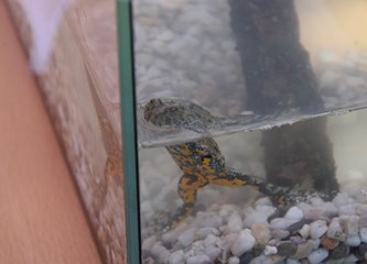 Izložba fotografija i eko radionice na Tuđmancu