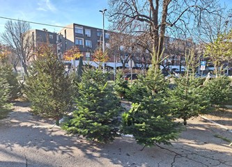 Krenuli ste u potragu za savršenim borom? Evo što se nudi u Gorici i po kojoj cijeni