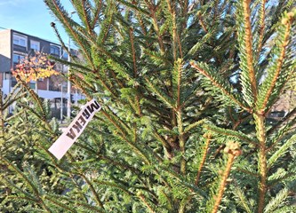 Krenuli ste u potragu za savršenim borom? Evo što se nudi u Gorici i po kojoj cijeni