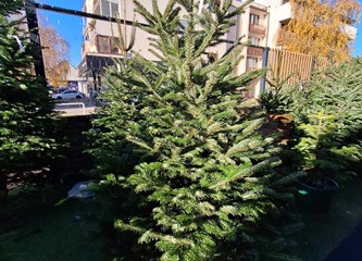 Krenuli ste u potragu za savršenim borom? Evo što se nudi u Gorici i po kojoj cijeni