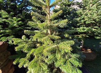 Krenuli ste u potragu za savršenim borom? Evo što se nudi u Gorici i po kojoj cijeni