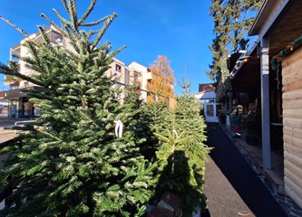 Krenuli ste u potragu za savršenim borom? Evo što se nudi u Gorici i po kojoj cijeni