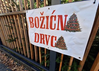 Krenuli ste u potragu za savršenim borom? Evo što se nudi u Gorici i po kojoj cijeni