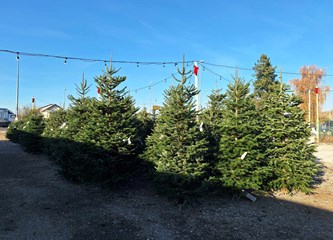 Krenuli ste u potragu za savršenim borom? Evo što se nudi u Gorici i po kojoj cijeni