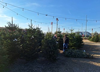 Krenuli ste u potragu za savršenim borom? Evo što se nudi u Gorici i po kojoj cijeni