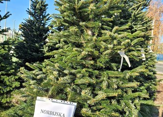 Krenuli ste u potragu za savršenim borom? Evo što se nudi u Gorici i po kojoj cijeni