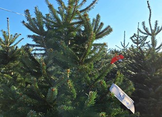 Krenuli ste u potragu za savršenim borom? Evo što se nudi u Gorici i po kojoj cijeni