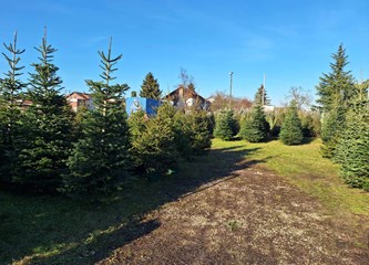 Krenuli ste u potragu za savršenim borom? Evo što se nudi u Gorici i po kojoj cijeni