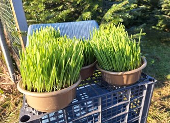 Krenuli ste u potragu za savršenim borom? Evo što se nudi u Gorici i po kojoj cijeni