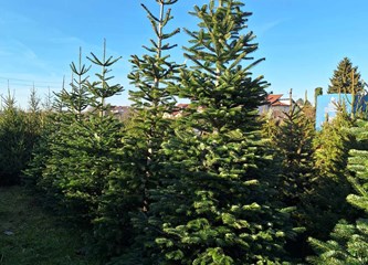Krenuli ste u potragu za savršenim borom? Evo što se nudi u Gorici i po kojoj cijeni