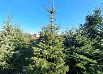 Krenuli ste u potragu za savršenim borom? Evo što se nudi u Gorici i po kojoj cijeni