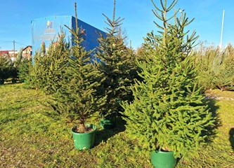 Krenuli ste u potragu za savršenim borom? Evo što se nudi u Gorici i po kojoj cijeni