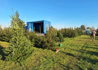 Krenuli ste u potragu za savršenim borom? Evo što se nudi u Gorici i po kojoj cijeni