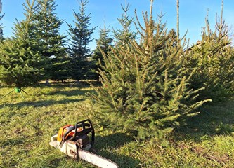Krenuli ste u potragu za savršenim borom? Evo što se nudi u Gorici i po kojoj cijeni