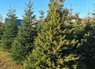Krenuli ste u potragu za savršenim borom? Evo što se nudi u Gorici i po kojoj cijeni