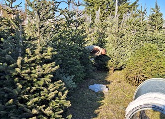 Krenuli ste u potragu za savršenim borom? Evo što se nudi u Gorici i po kojoj cijeni