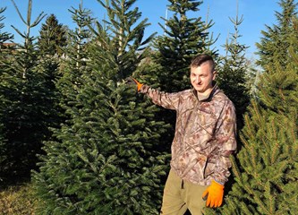 Krenuli ste u potragu za savršenim borom? Evo što se nudi u Gorici i po kojoj cijeni