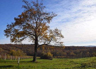 Bukovčak: Sve je više vikendaša koji bi mogli postati stalni susjedi, ali treba riješiti problem vode i struje